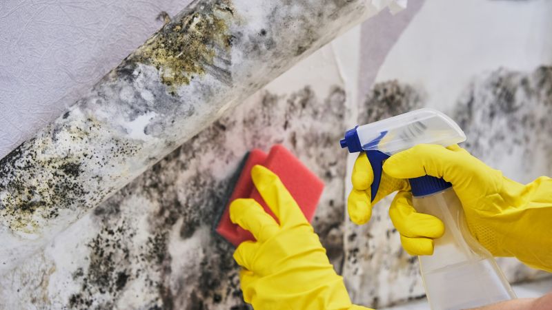 Mold Treatment Service in Fort Lauderdale, FL