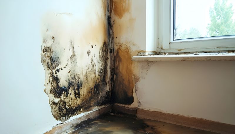Black Mold Remediation in Essex County, NJ
